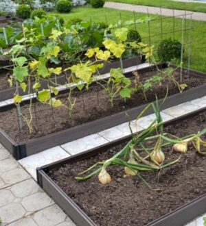 Пенсионерка сделала чудо-грядки на своём огороде и собрала урожай в 10 раз больше