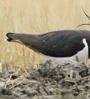 В Костромской области жители деревень заметили чибисов